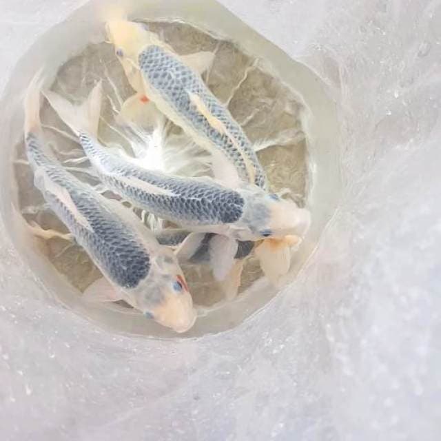 ASAGI 35BU
