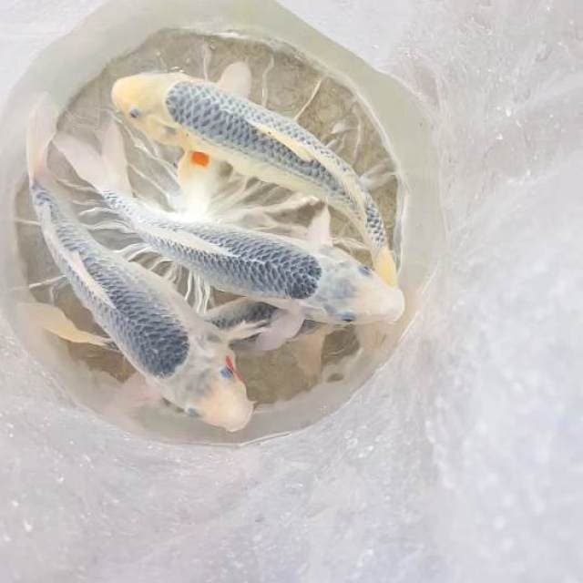 ASAGI 35BU