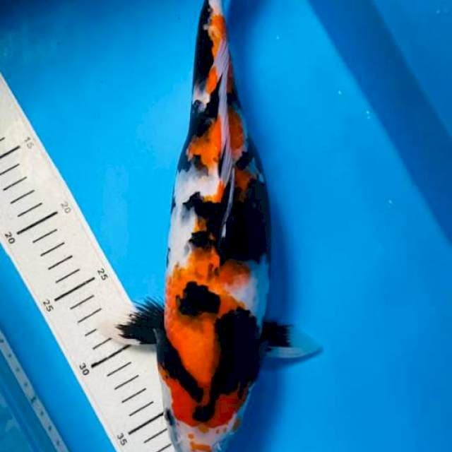 Motogoro showa , F36cm