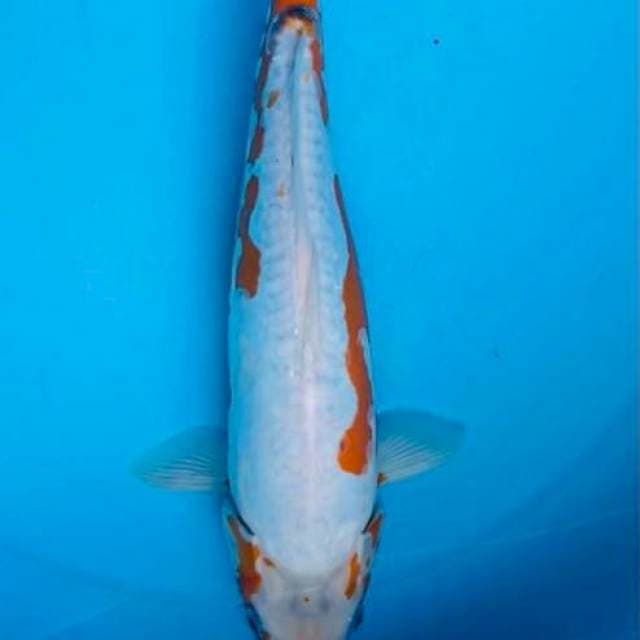 Koshui ,F35cm