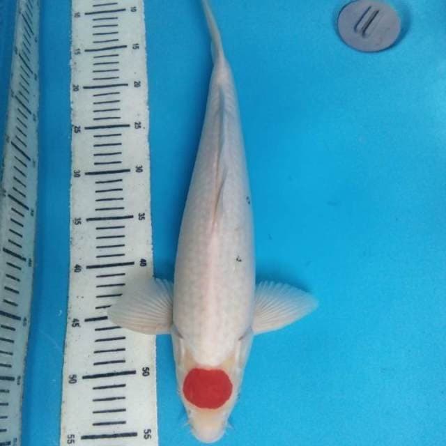 Tancho Kohaku 42 cm