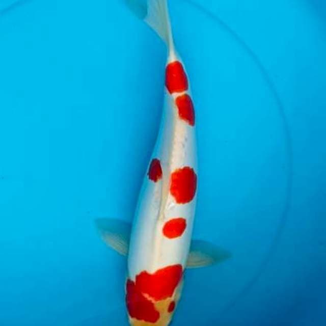 Kohaku sakura doit , F40cm