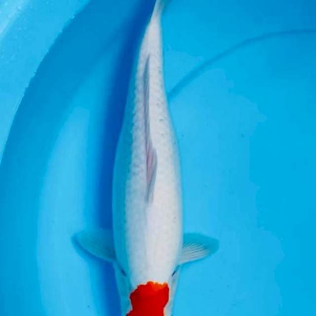 Tancho kohaku , F40cm