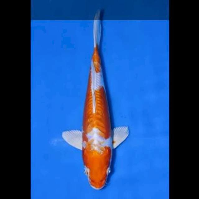Kikushui Import Farm Kanno 29cm