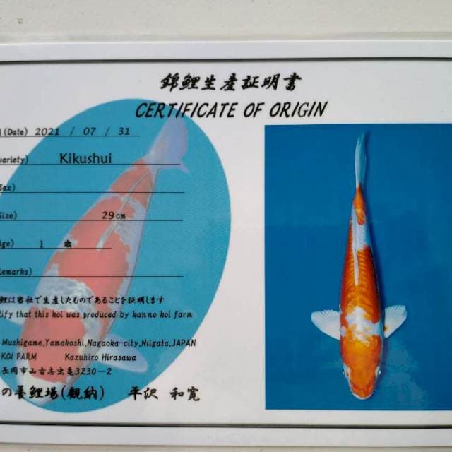 Kikushui Import Farm Kanno 29cm