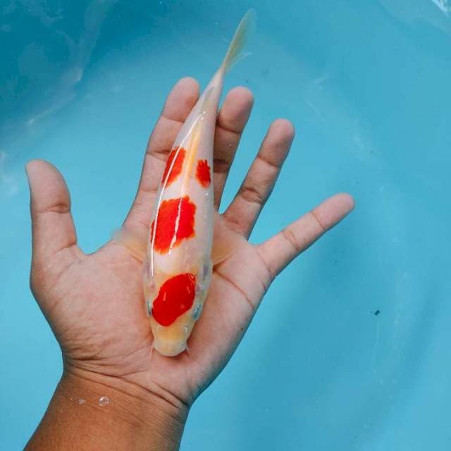 Kohaku20cm