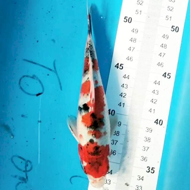 Sanke 20 cm