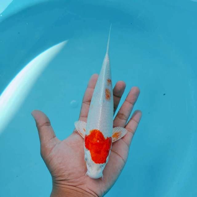Tchikari24cm