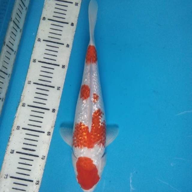 Kohaku Ginrin 37 cm