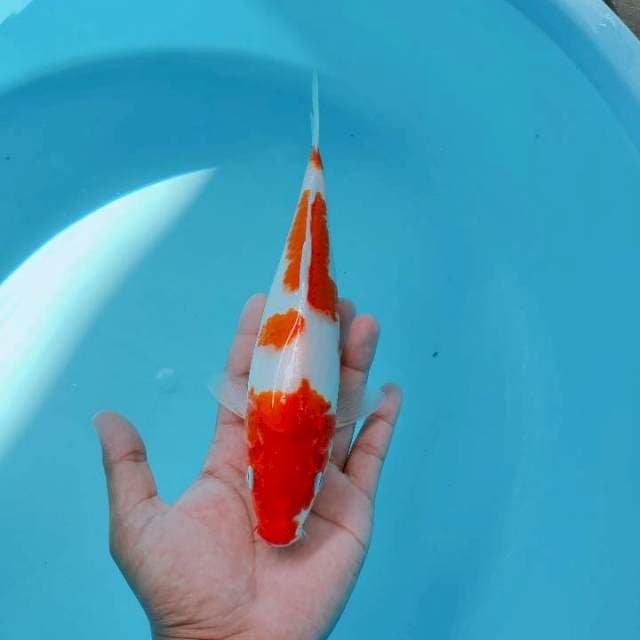 Hariwake26cm