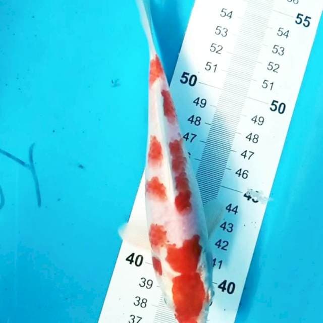 Kikhusui 18 cm