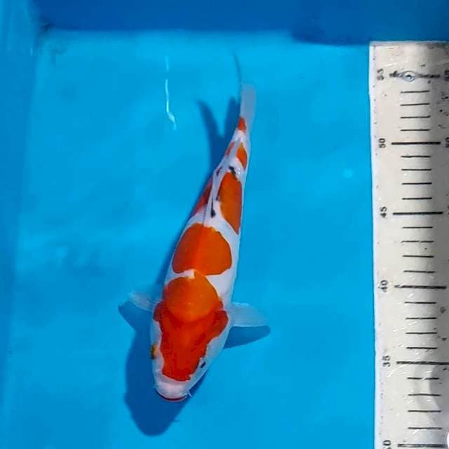 SANKE DOITSU 22 CM