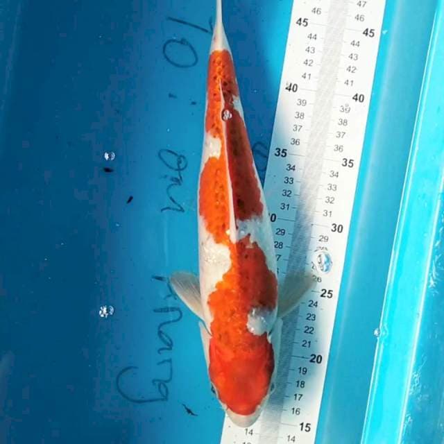 Goshiki Inazuma 36 cm