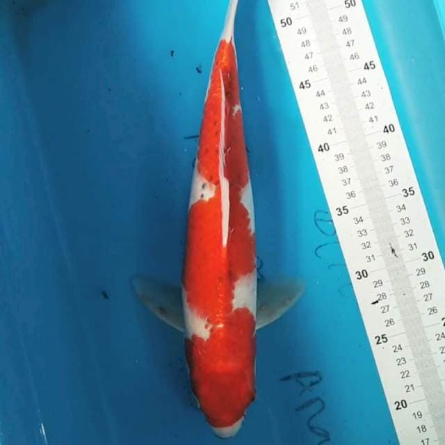 Goshiki 37 cm