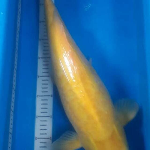 Karashi aragoke mata merah