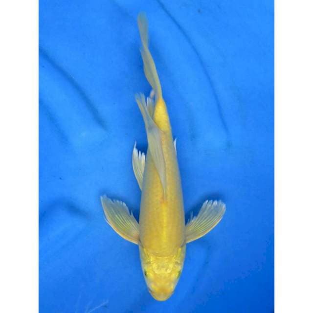 Karasigoi Kumpay Mulus - 31cm