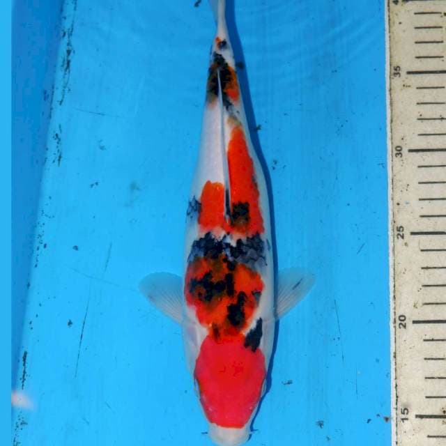 30cm SANKE