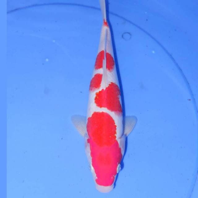 30cm KOHAKU