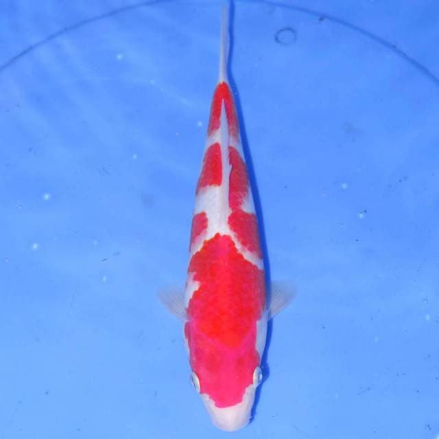KOHAKU