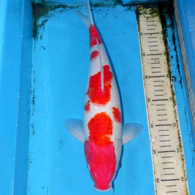 36cm KOHAKU