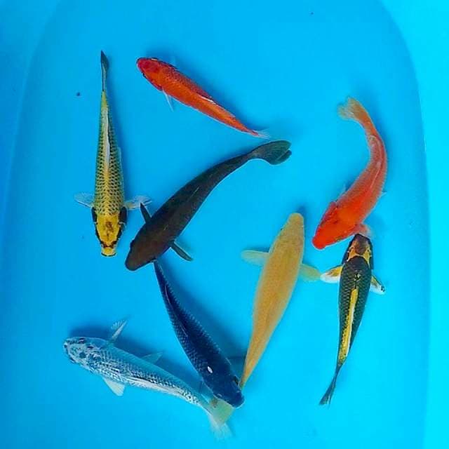 Penjinak kolam mix 19-22cm