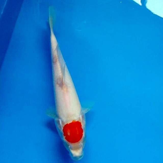 Tancho Kohaku 27cm
