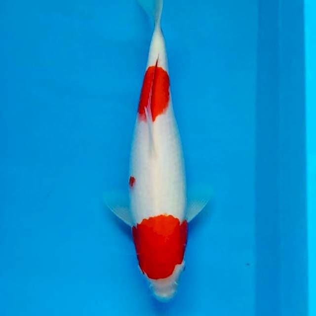 Kohaku 28cm