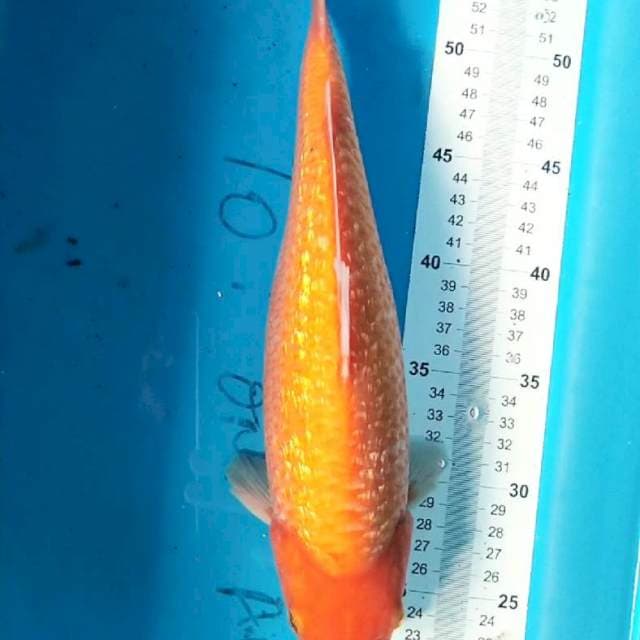 Red Karasi Ginrin Bulky 38cm