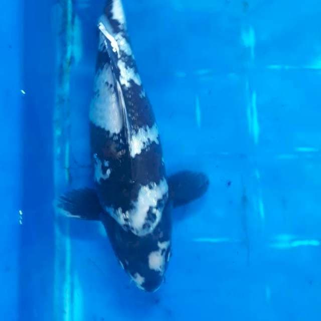 Shiro, Jantan, 35cm