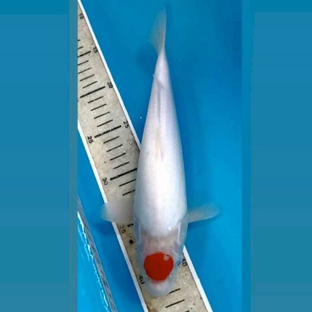 Tancho kohaku, 28 cm