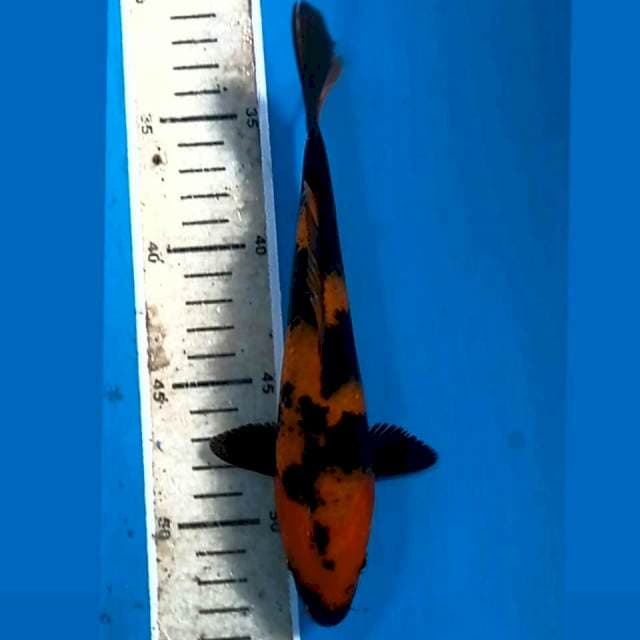 Hi utsuri, 20 cm