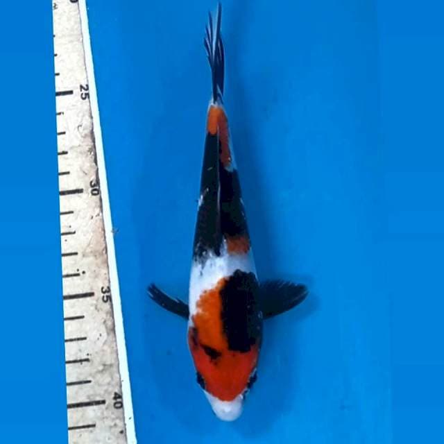 Showa, 18 cm