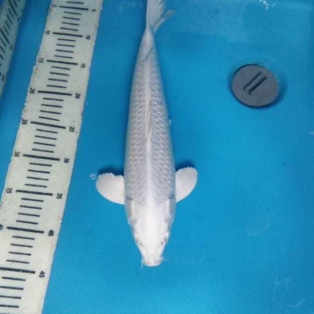 Platinum 39 cm