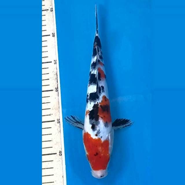 Sanke, 26 cm