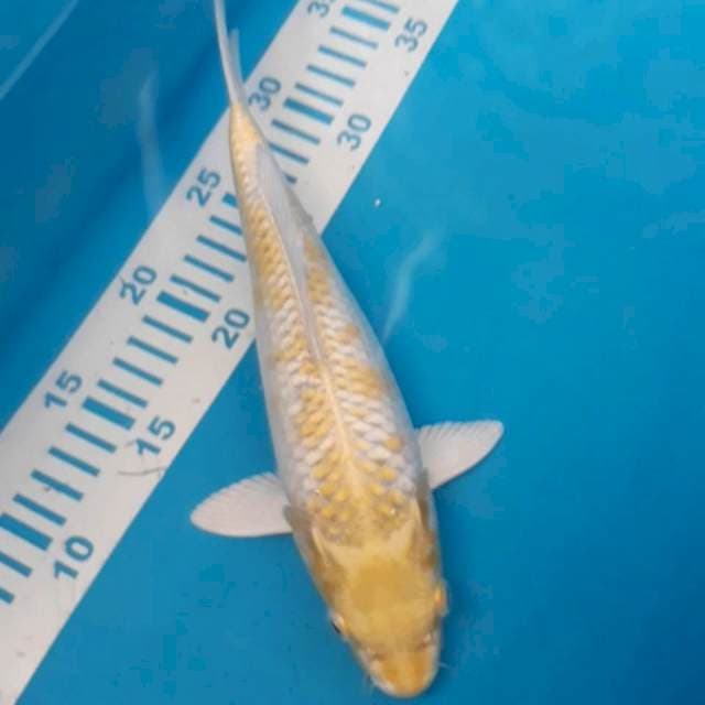 Hariwake 28 cm