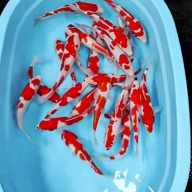 Kohaku red strong 25 ekor