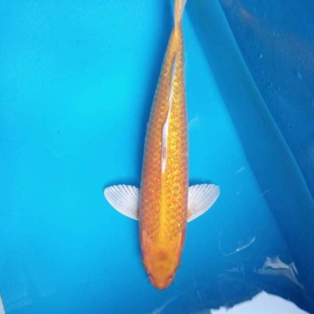 Yamabuki Ginrin 44 cm