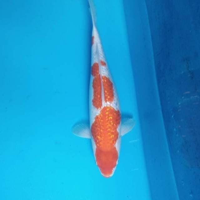 Kohaku Ginrin 35 cm