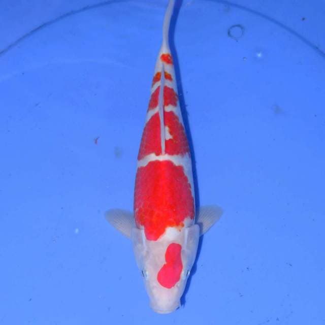 ROKU KOHAKU 6 STEP