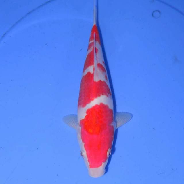MAKITORI KOHAKU