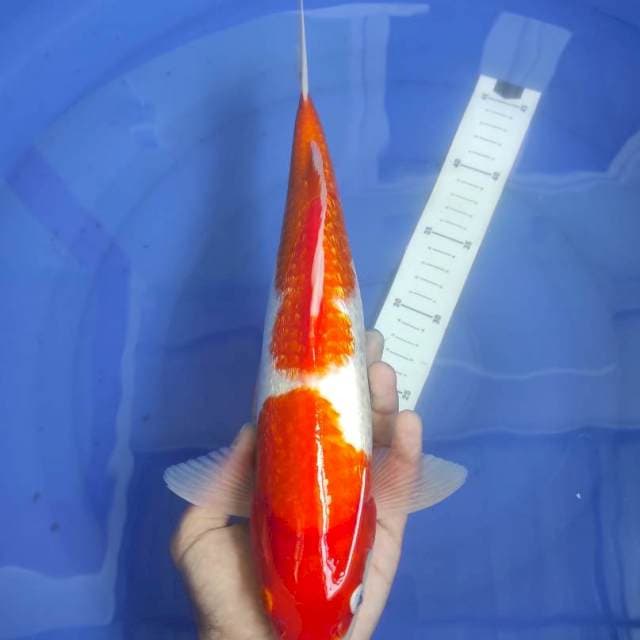 Ginrin Kohaku 34cm