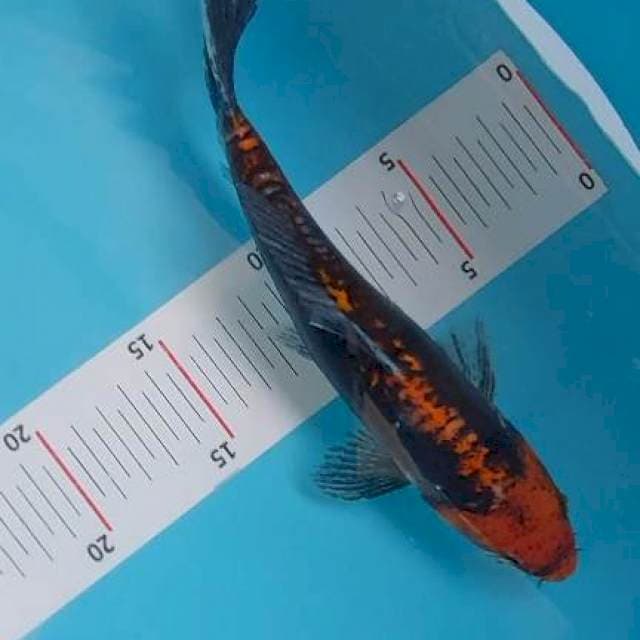 BENI KUMONRYU 22cm