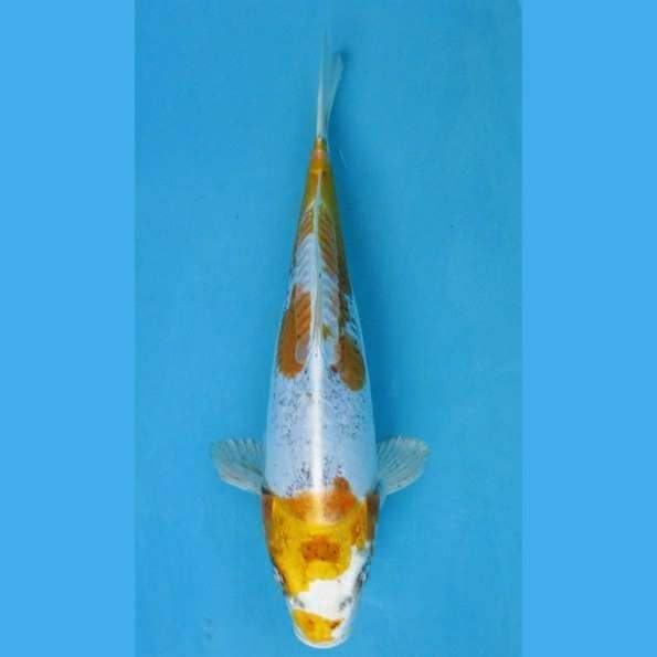 Near Koi - Kinkikokuryu 28cm