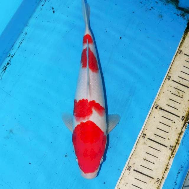 28CM YONYAN KOHAKU