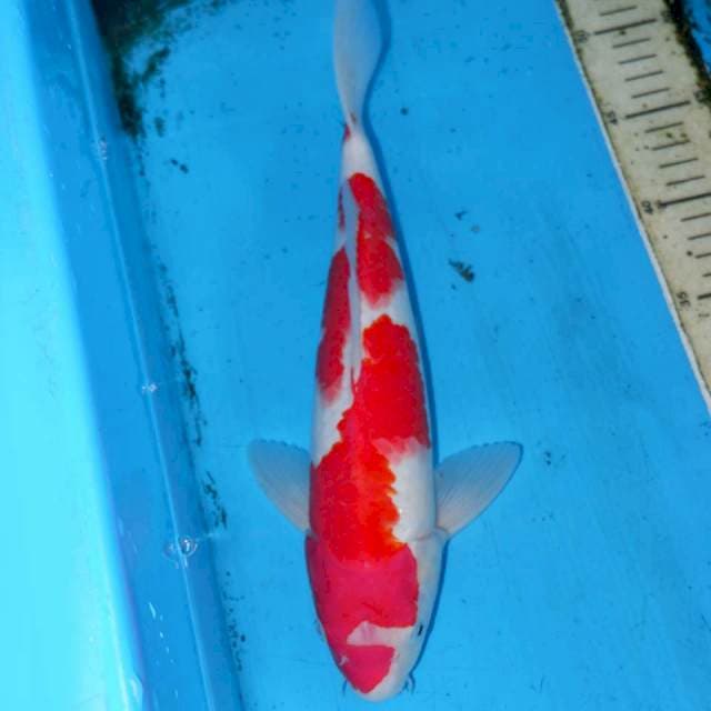 33cm INAZURY KOHAKU PETIR