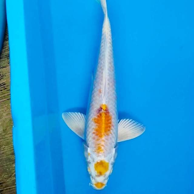 MaruHari 29cm