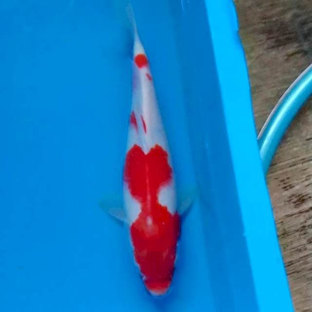 Kohaku 27cm
