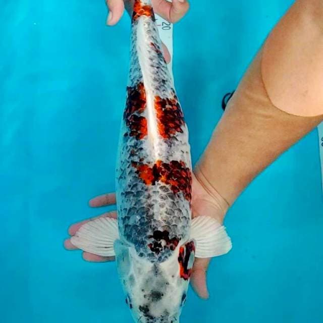 Kujaku Jumbo 50cm Female
