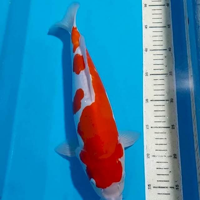 ORINAL KOHAKU DOITSU BULKY BERPUNUK 38 CM