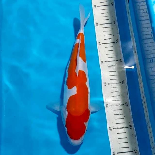 INAZUMA KOHAKU DOITSU 31 CM